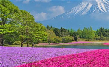 日本春季富士山芝樱公园-重庆到日本旅游赏樱线路