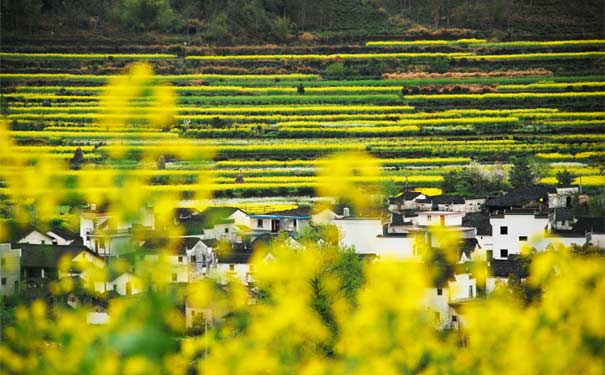 婺源油菜花