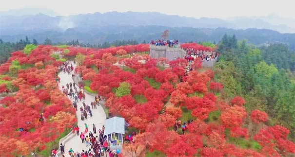 重庆巴南五洲园林红枫