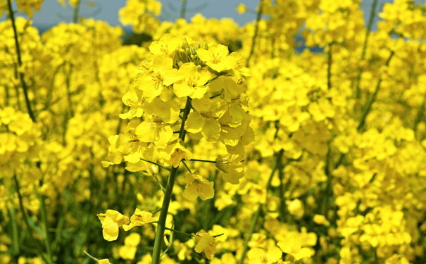 油菜花