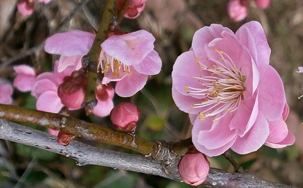 荔波梅花节