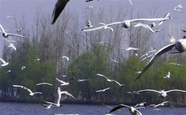 云南旅游：昆明滇池海埂大坝海鸥