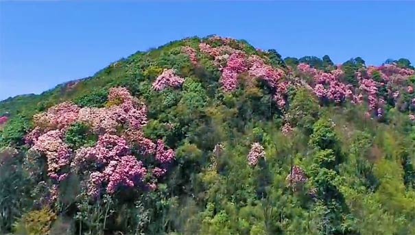 重庆周边旅游推荐：金佛山西坡杜鹃花开