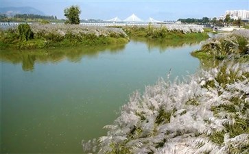 陕西汉中天汉湿地公园芦苇荡秋景