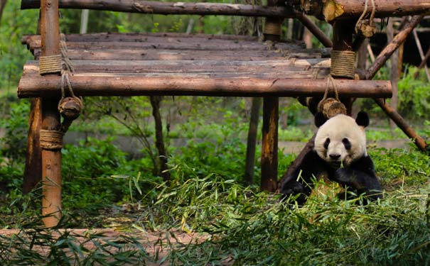 成都大熊猫繁育研究基地