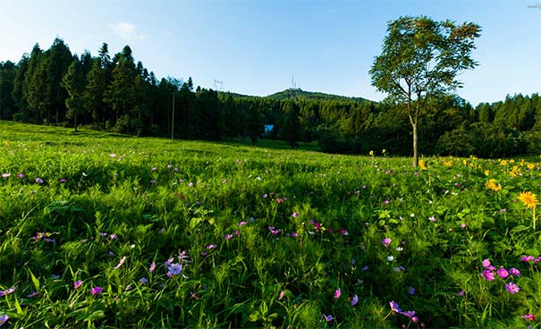 武陵山国家森林公园格桑花海