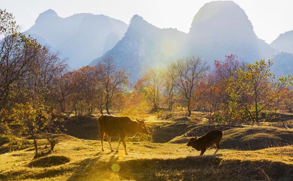 桂林秋天旅游景点：漓江乌桕滩秋景