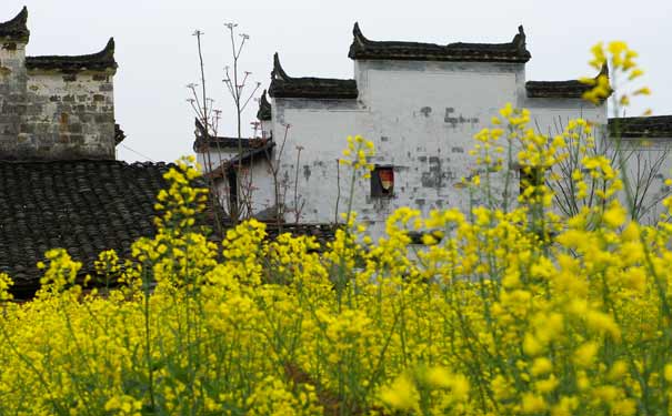 婺源油菜花