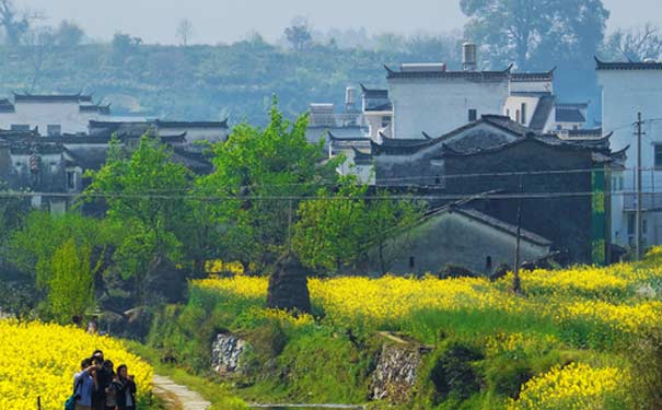 江西旅游：婺源油菜花