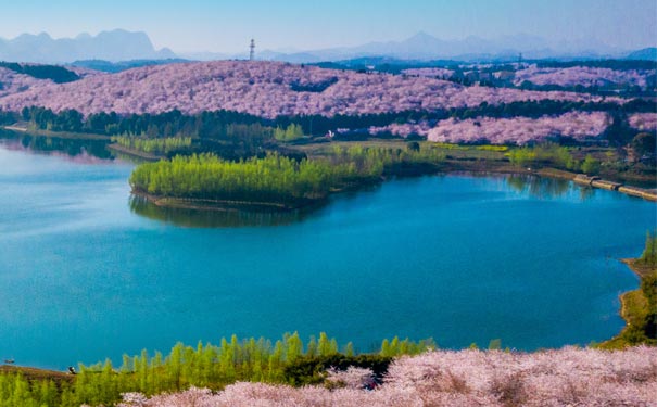 贵州旅游：平坝樱花园