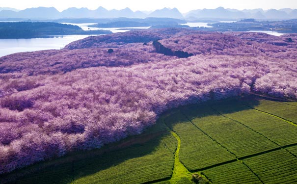 贵州旅游：平坝樱花园