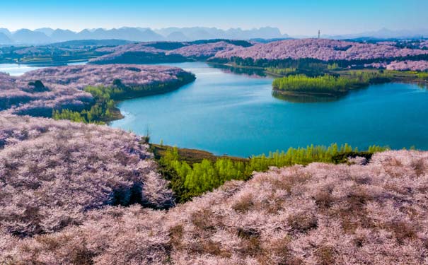 贵州旅游：平坝樱花园