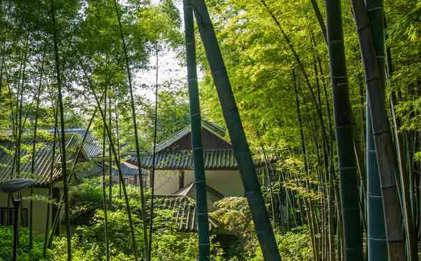 茶山竹海