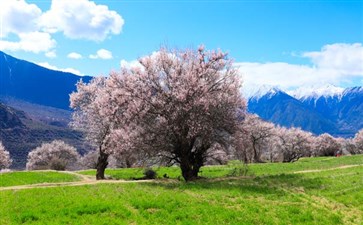 嘎啦桃花村