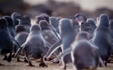 澳大利亚旅游：菲利普岛企鹅归巢