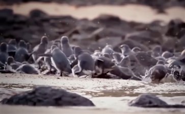 澳大利亚旅游：菲利普岛企鹅归巢