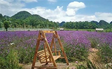 普者黑花海基地