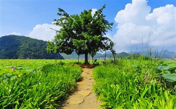 普者黑西荒湿地