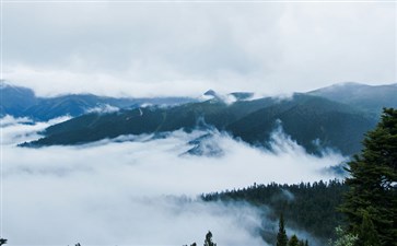 林芝鲁朗林海