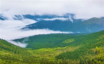 林芝鲁朗林海