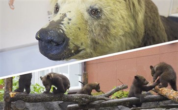 北海道旅游：昭和新山熊牧场