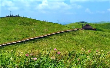 阿西里西韭菜坪花海