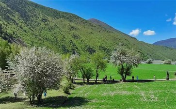 甲根坝夏季