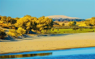 额济纳旗弱水金沙胡杨林