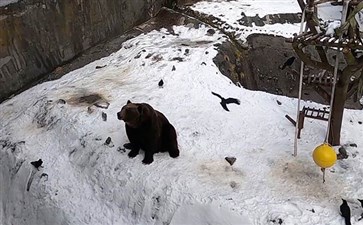 日本北海道昭和新山熊牧场