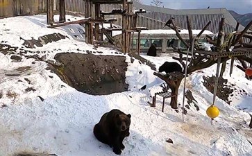 日本北海道昭和新山熊牧场