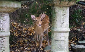 日本奈良鹿公园