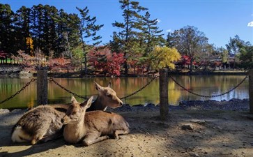 日本奈良鹿公园