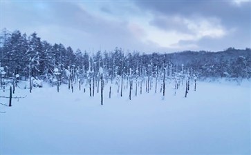 日本北海道美瑛青池雪景