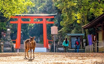 奈良鹿公园春日大社