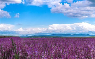 伊犁薰衣草庄园