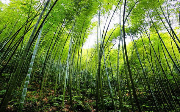 重庆到蜀南竹海旅游_蜀南竹海二日游