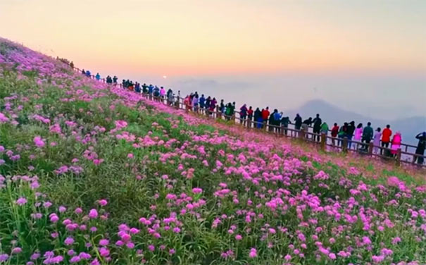 [纯玩]重庆周边二日旅游[贵州韭菜坪赏花+奢香古镇]重庆周边二日旅游，纯玩0购物0自费景点，到贵州阿西里西韭菜坪赏野韭菜花海，游奢香古镇+古彝梯田花海！